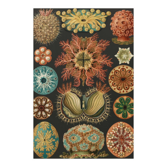 Ascidiae, Premium 180gsm Fine Art Print