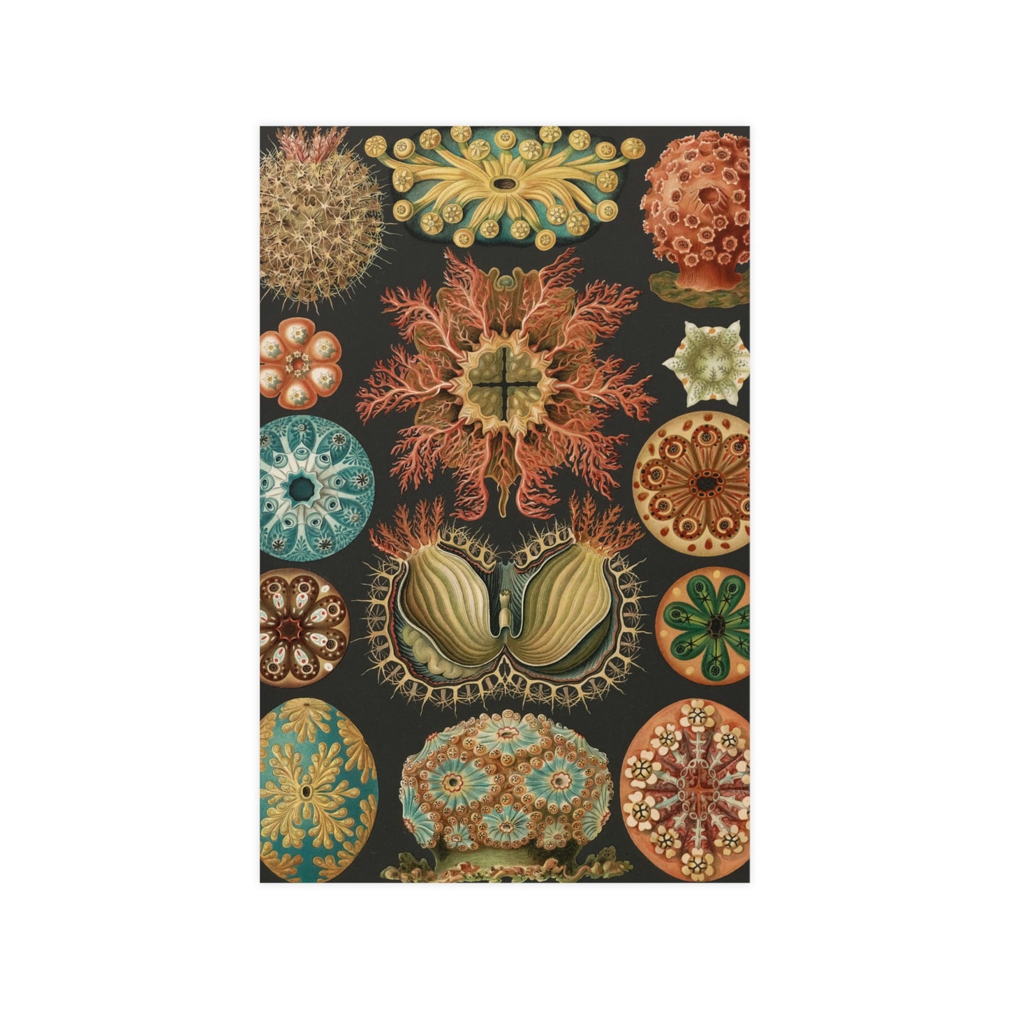 Ascidiae, Premium 180gsm Fine Art Print