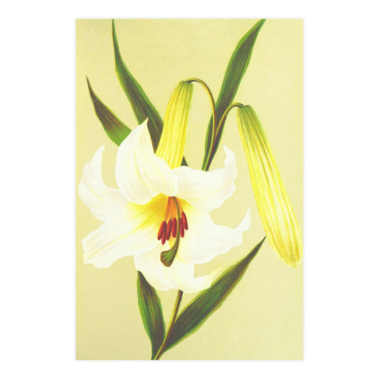 Lily, Premium 180gsm Fine Art Print