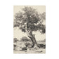 Lover's Tree, Canvas (40x60)