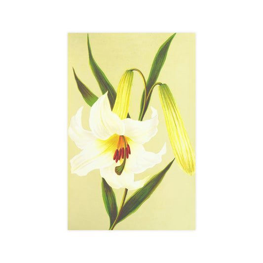 Lily, Premium 180gsm Fine Art Print